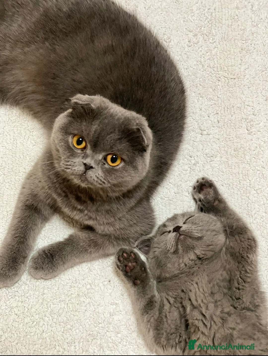 Scottish gatti in vendita: Cuccioli Scottish Fold Blue  - Annuncio 1