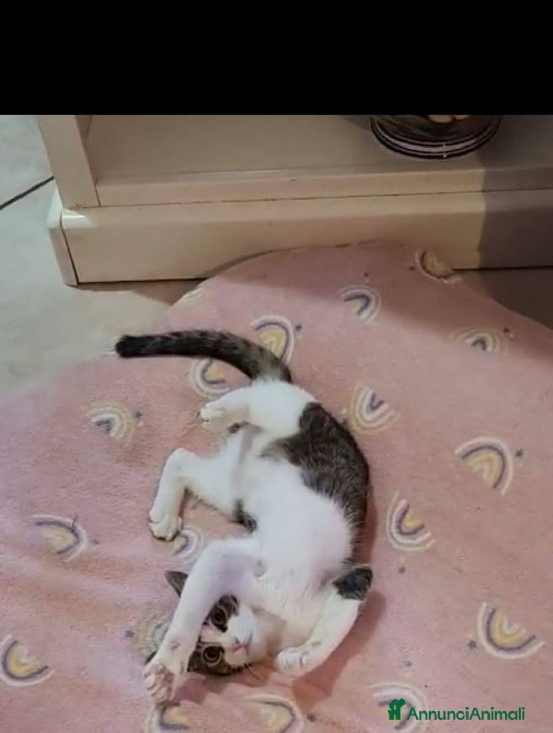 Europeo gatti in regalo: PICCOLO CONNOR 5 MESI DI DOLCEZZA - Annuncio 4