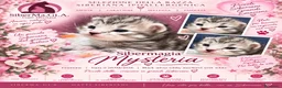 Siberiano gatti in vendita: SIBERIANI GATTINI IPOALLERGENICI - Annuncio 4