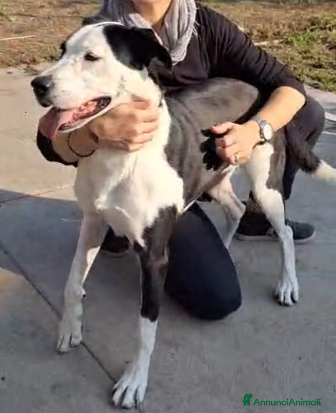 Meticcio gatti in regalo: Mix Amstaff femmina oltre 3anni di appelli CREMONA - Annuncio 5