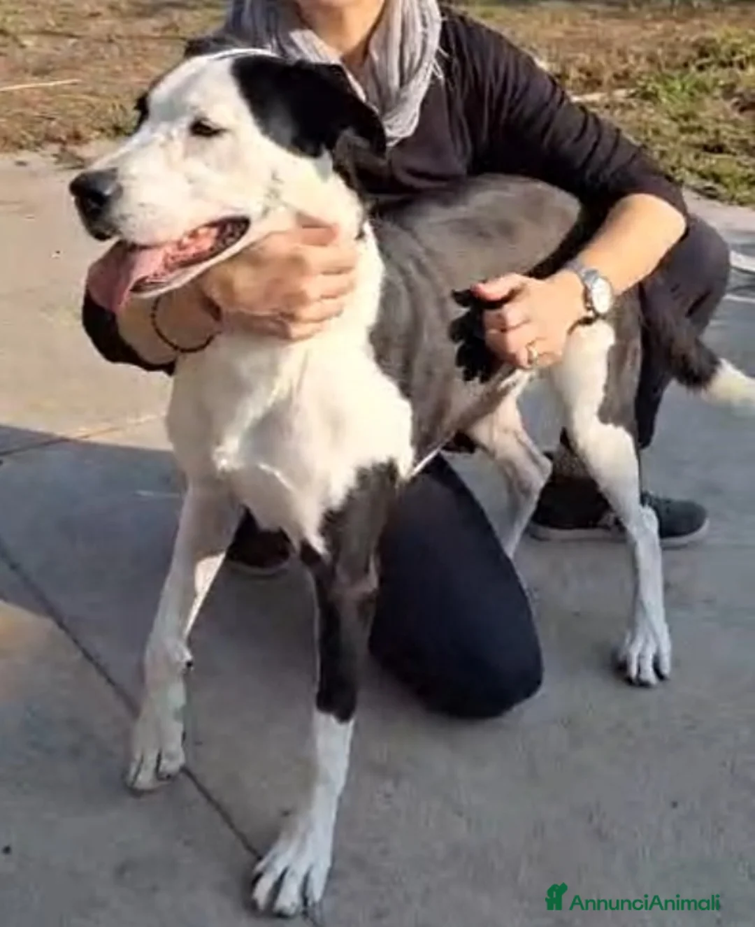 Meticcio gatti in regalo: Mix Amstaff femmina oltre 3anni di appelli CREMONA - Annuncio 5