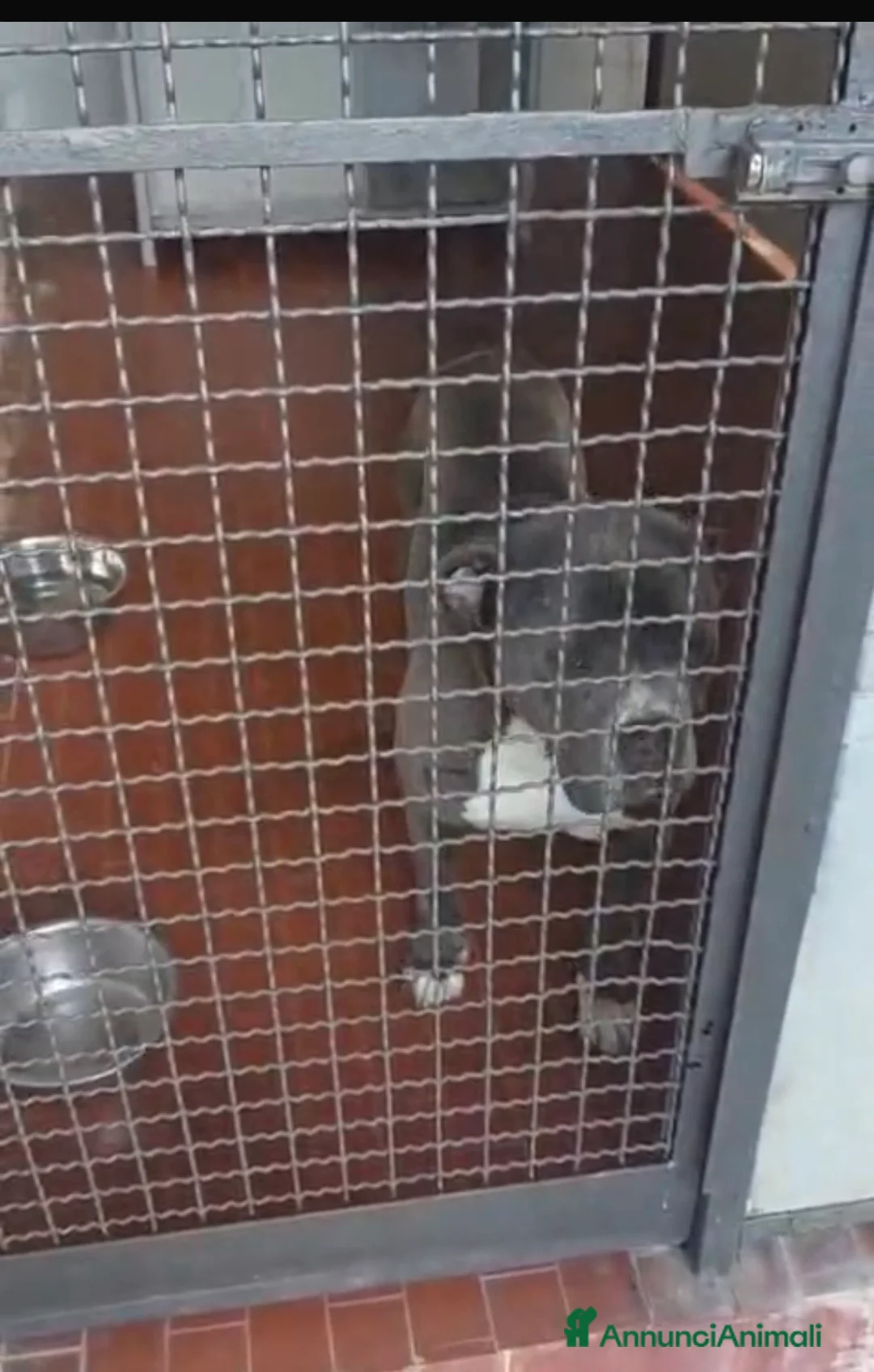 Cane Corso cani in regalo: Thayler dolcissimo mix corso  a Città metropolitana di Milano - Annuncio 3