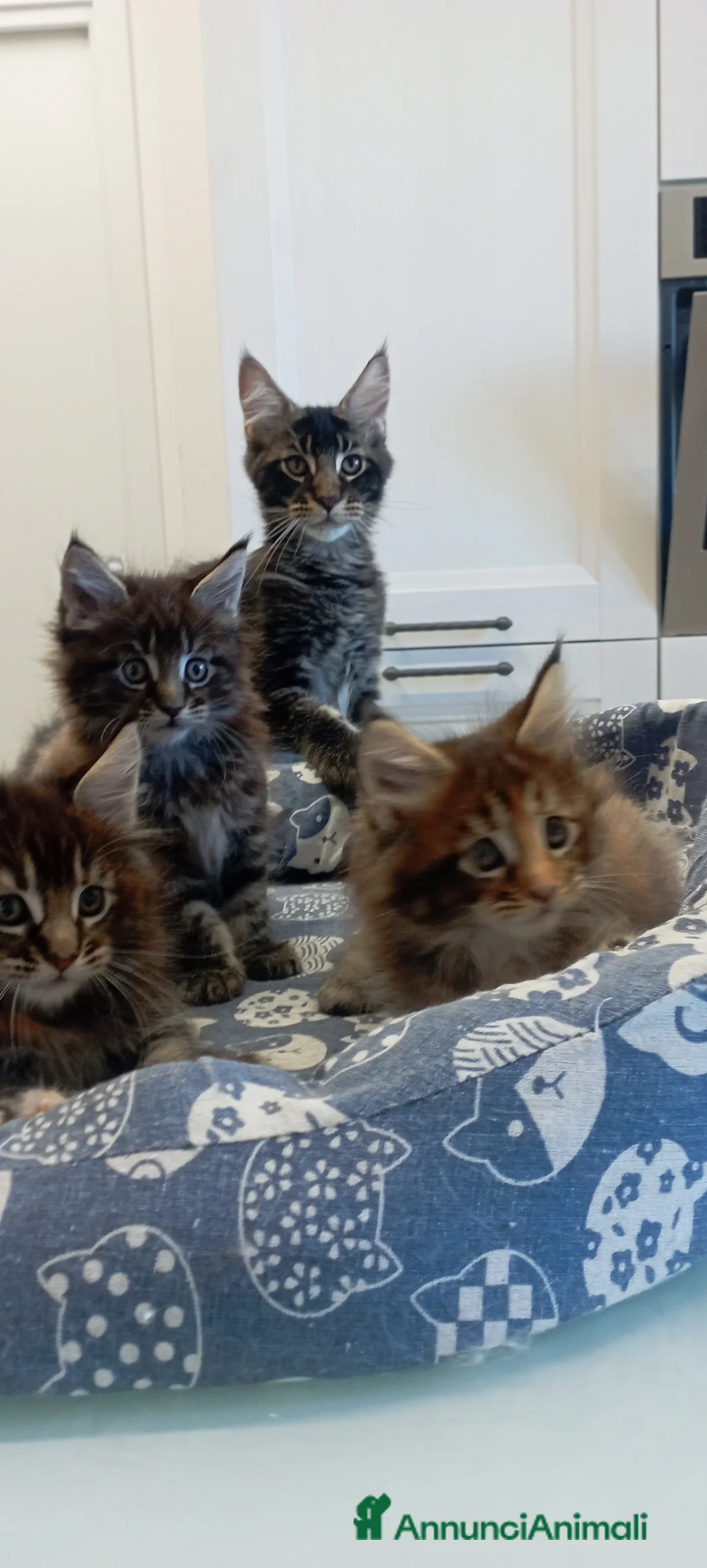 Maine Coon gatti in vendita: Maine Coon con pedigree  - Annuncio 10