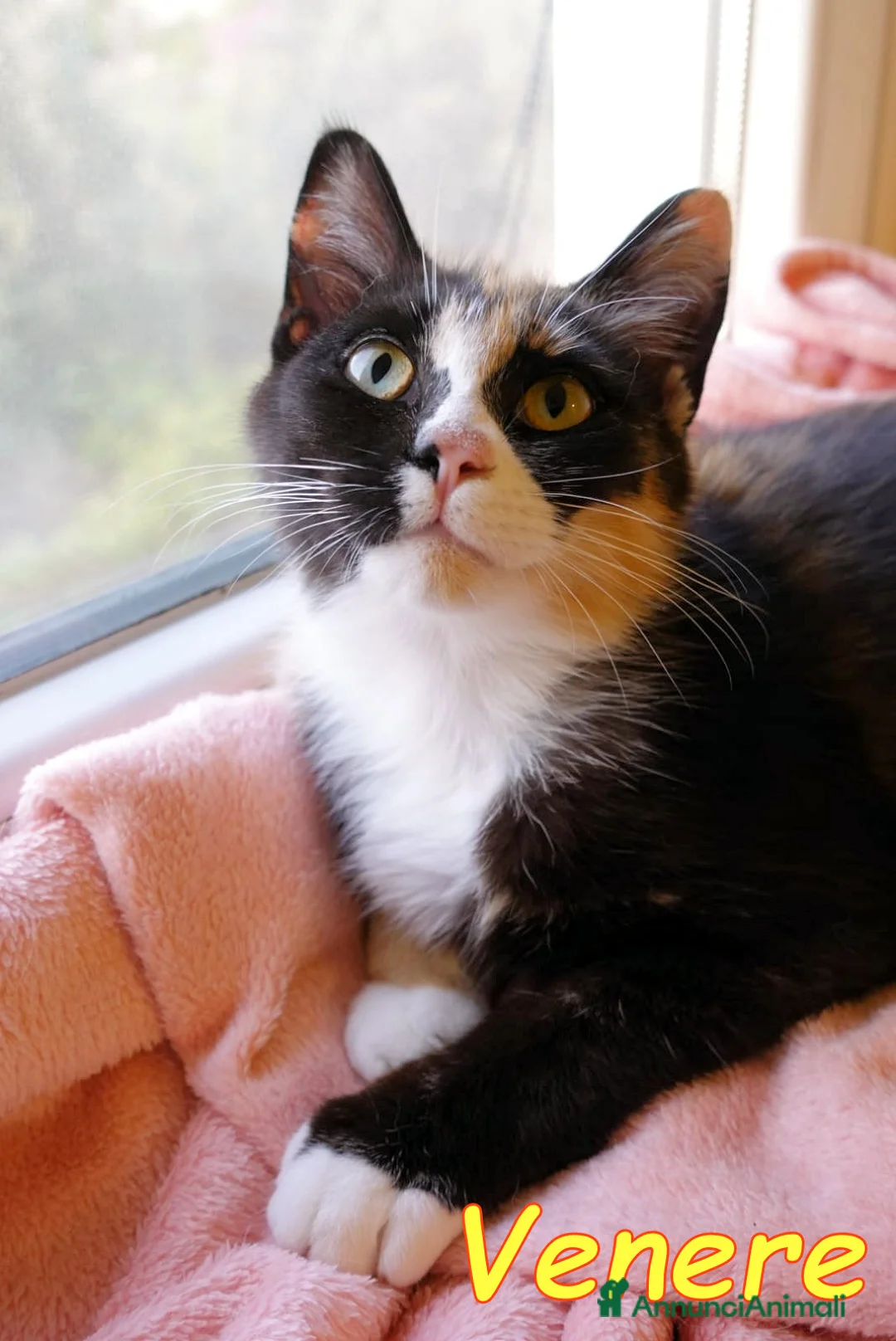 Europeo gatti in regalo: LA GATTINA PIU’ BUONA DEL MONDO - Annuncio 3