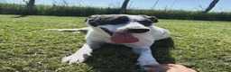Meticcio cani in regalo: Fatima, cucciola strepitosa cera famiglia - Annuncio 3