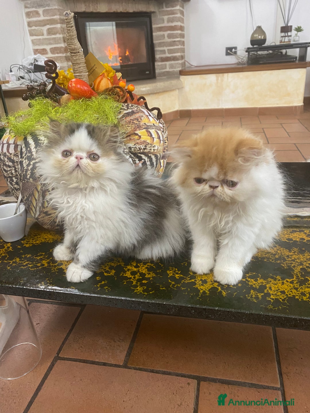 Persiano gatti in vendita: DUE MASCHIETTI PERSIANI IPERTIPICI - Annuncio 9