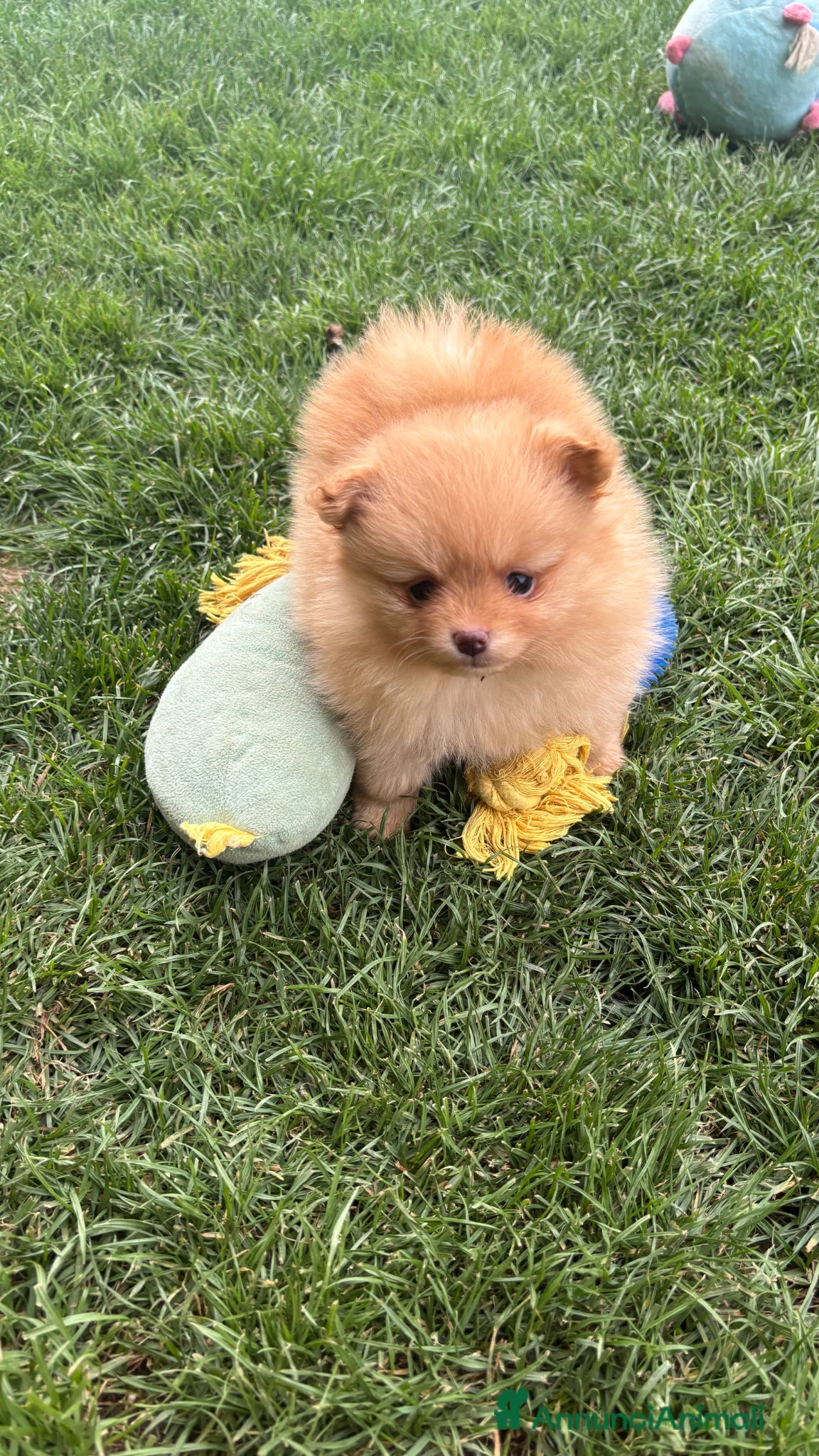 Spitz cani Spitz nano tedesco pedigree enci - Annuncio 2