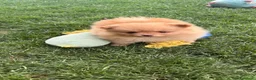 Spitz cani in vendita: Spitz nano tedesco pedigree enci - Annuncio 2