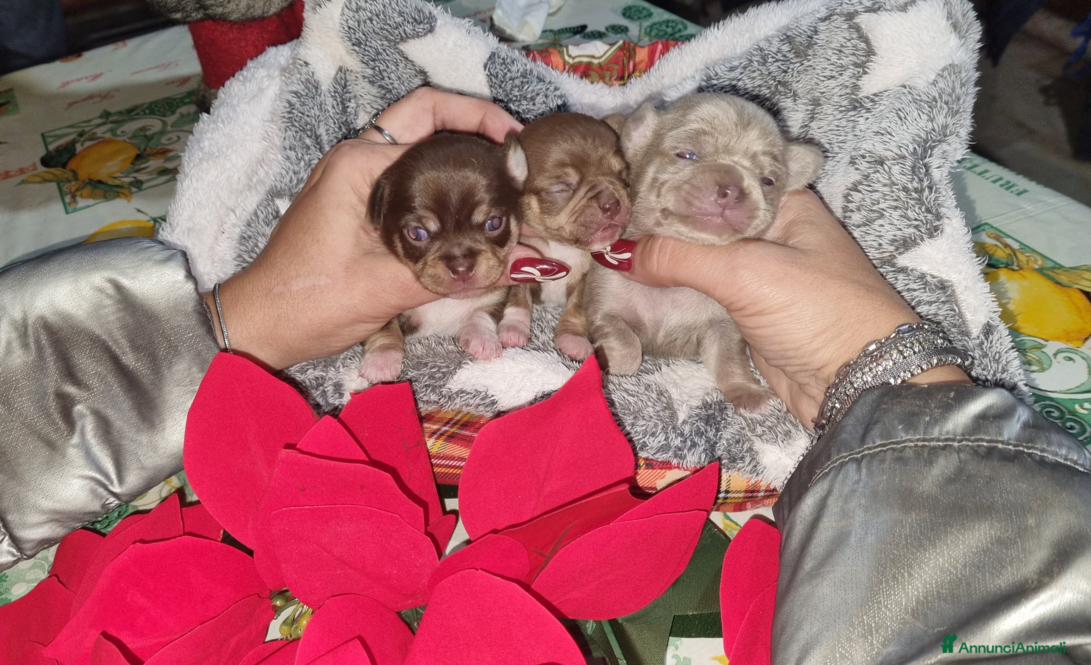 Chihuahua cani Cuccioli di chihuahua  - Annuncio 1