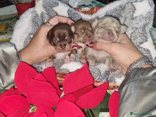 Chihuahua cani Cuccioli di chihuahua - Annuncio 1