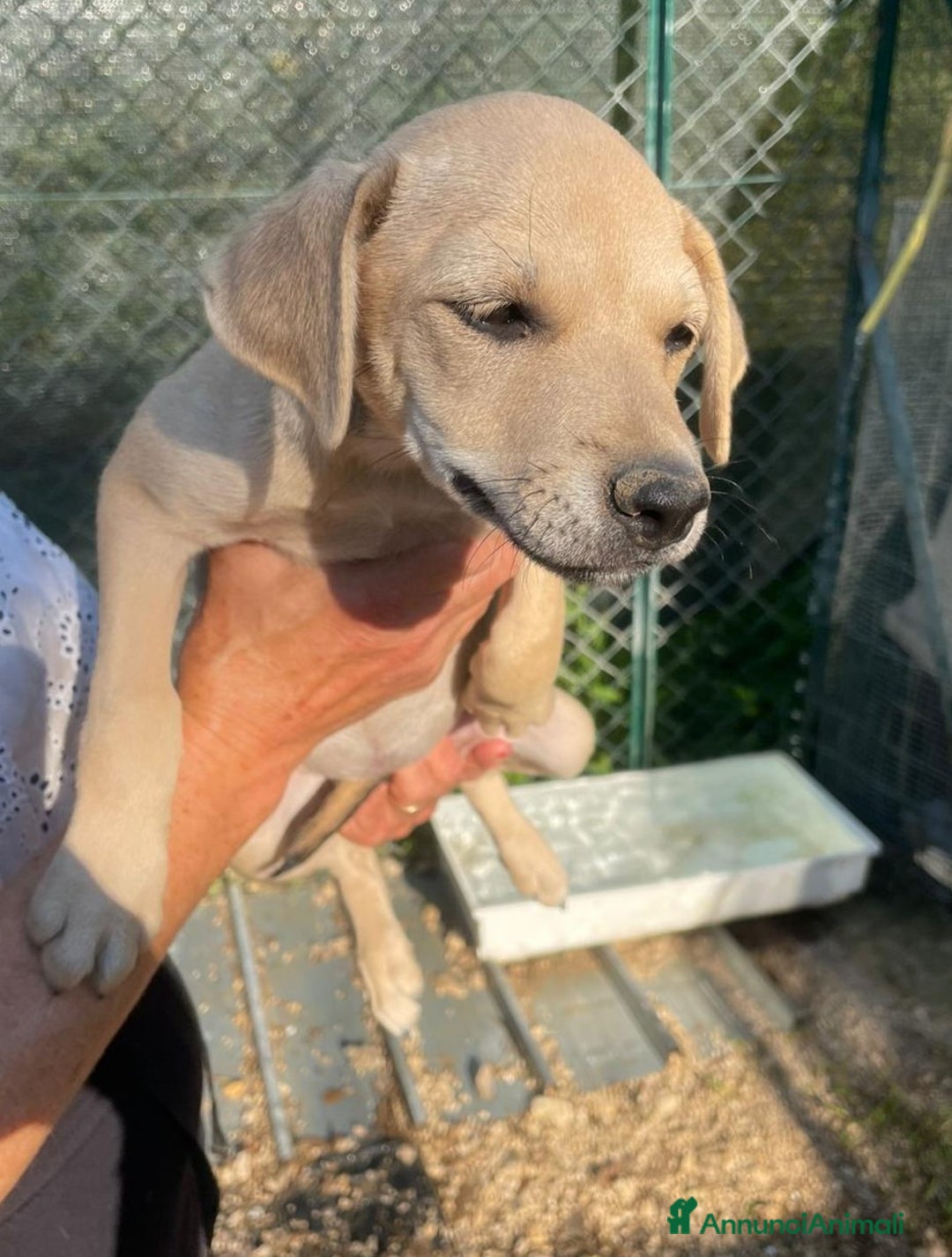 Meticcio cani in regalo: LA DOLCISSIMA INDIANA ASPETTA TE a Provincia di Ravenna - Immagine 2