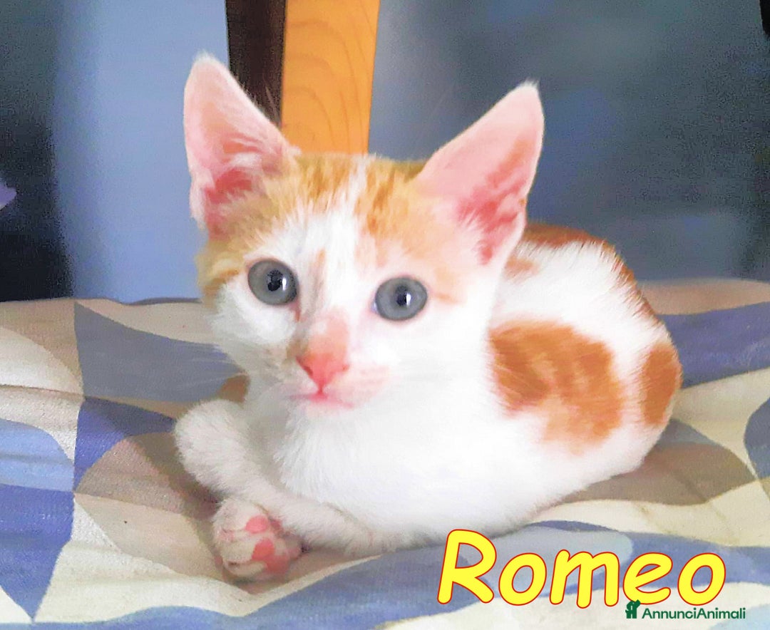 Europeo gatti in regalo: GATTINI ROMEO E ROMINA - Annuncio 1