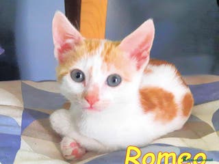 Europeo gatti GATTINI ROMEO E ROMINA - Annuncio 41