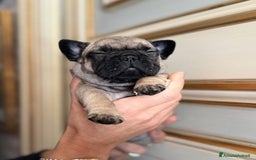 Bulldog Francese cani in vendita: Bulldog francese  a Provincia di Ascoli Piceno - Immagine 20