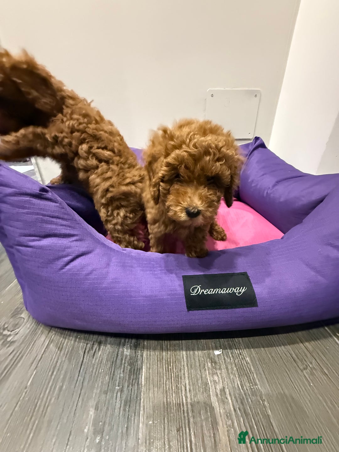 Barboncino cani in vendita: Barboncini nanetti 🐩🐩🐩 - Immagine 14