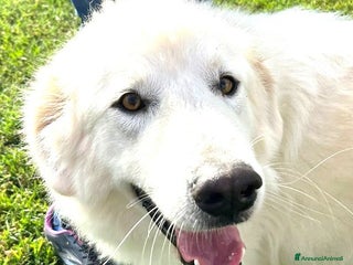 Pastore Maremmano cani Spartaco, manto candido come il suo ❤️ - Annuncio 18