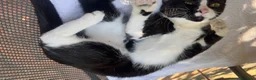 Altre razze gatti in regalo: Un gatto regalo. Femmina😇💞 - Annuncio 22