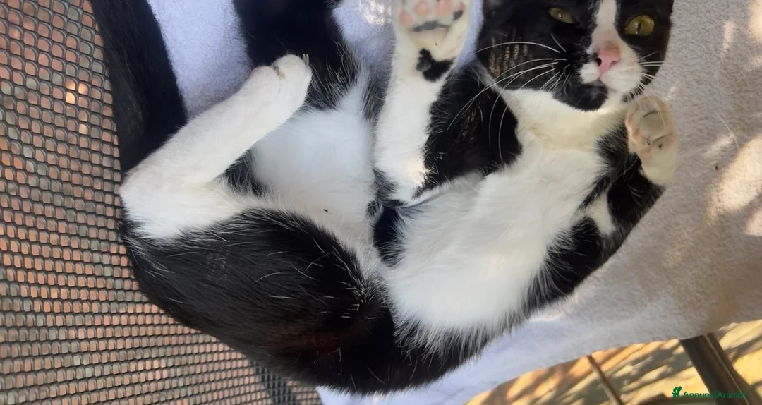 Altre razze gatti in regalo: Un gatto regalo. Femmina😇💞 - Annuncio 22