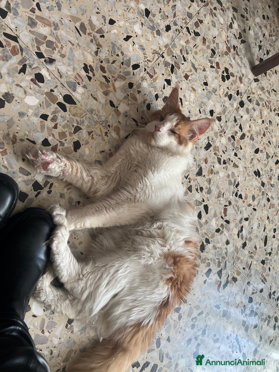 Maine Coon gatti in vendita: Cuccioli di Maine Coon a Città Metropolitana di Torino - Immagine 20