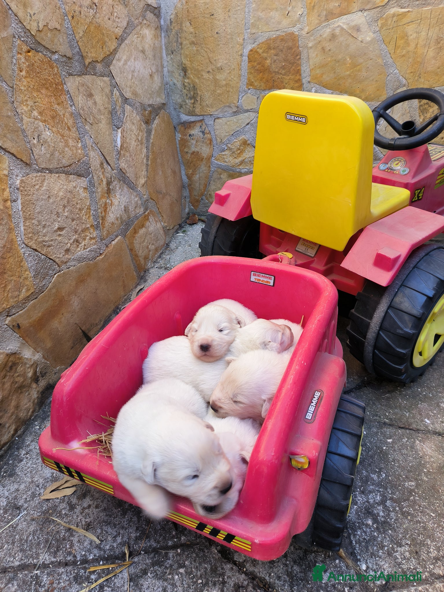 Pastore Abbruzzese Maremmano cani in vendita: Cucciolo di pastore maremmano abruzzese  a Città Metropolitana di Bari - Annuncio 1