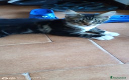 Maine Coon gatti in vendita: Maine coon  a Città metropolitana di Milano - Immagine 2