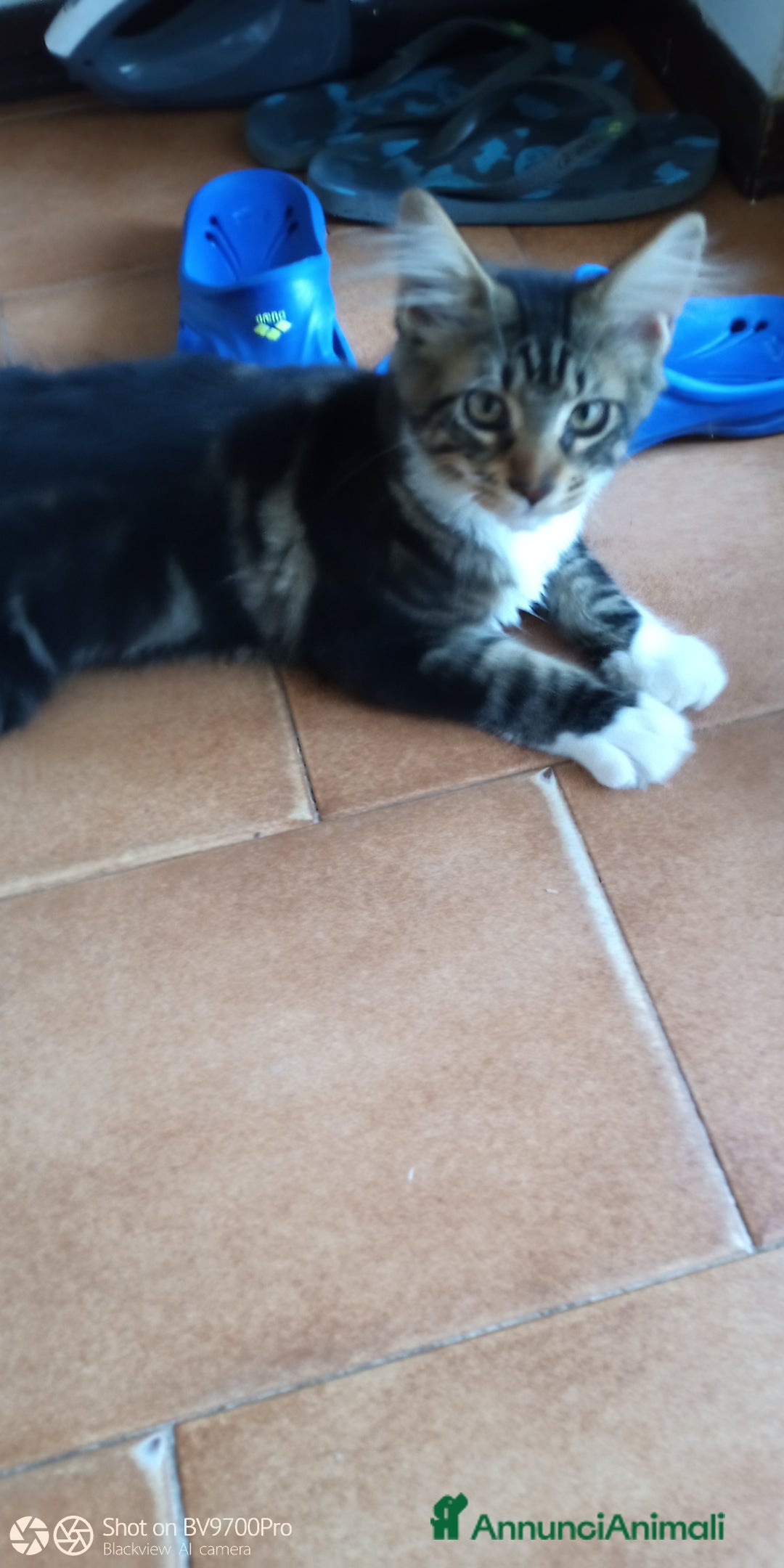 Maine Coon gatti in vendita: Maine coon  a Città metropolitana di Milano - Immagine 2