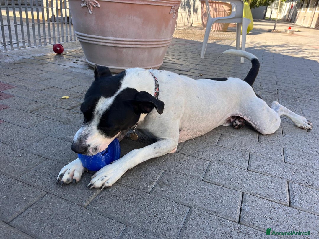 Meticcio cani in regalo: BLACK GENTILCANE - Annuncio 12