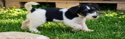 Jack Russell cani in vendita: Jack Russell  - Annuncio 2