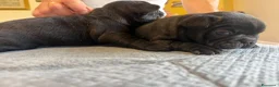 Bulldog Francese cani in vendita: bulldog francese  - Annuncio 20