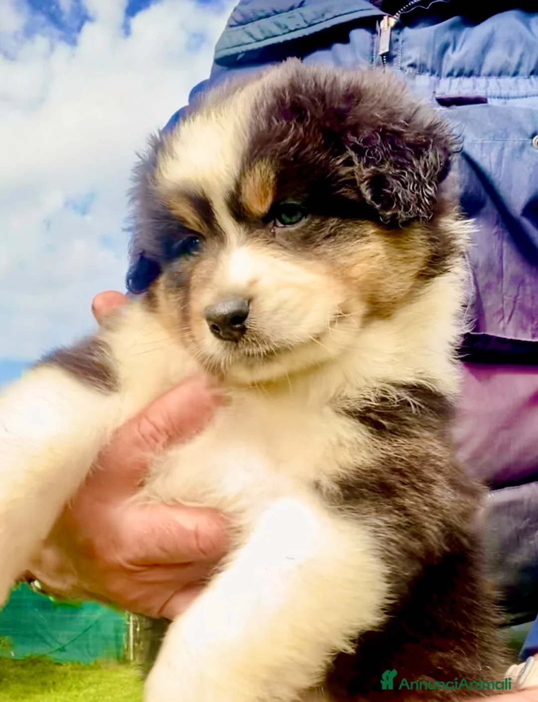 Australian Shepherd cani in vendita: Pastore Australiano Australian Shepherd CUCCIOLI  - Annuncio 2