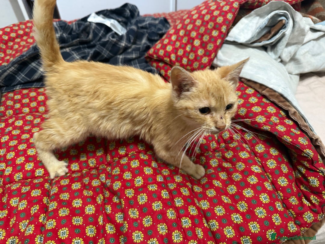 Europeo gatti in regalo: Gattini rossi trovatelli  - Annuncio 2