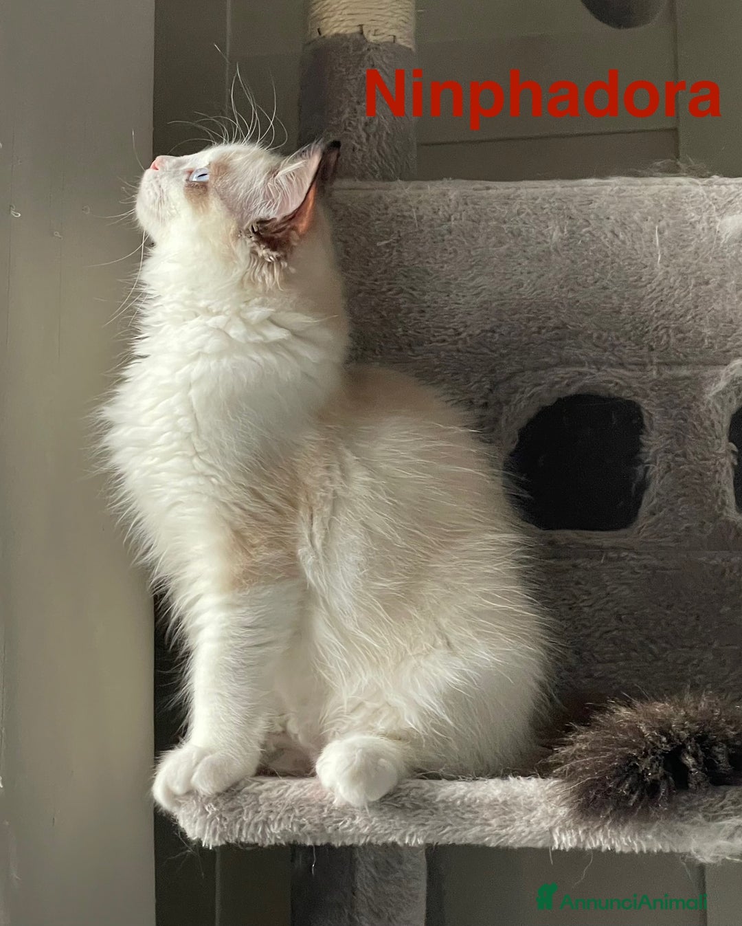Ragdoll gatti in vendita: Fantastici cuccioli di Ragdoll a Provincia di Pavia - Immagine 4