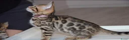 Bengala gatti in vendita: Bellissimi cuccioli di bengala - Annuncio 9