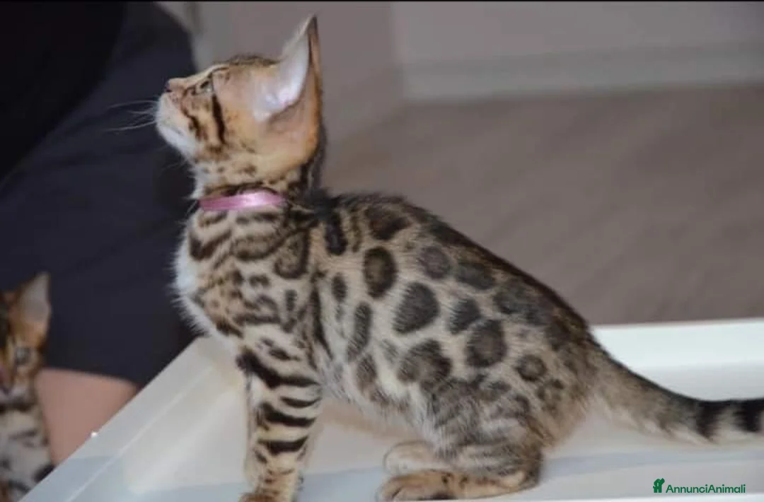Bengala gatti in vendita: Bellissimi cuccioli di bengala - Annuncio 9