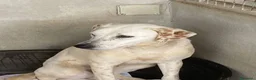 Meticcio cani in regalo: Lulù cagnolina meravigliosa - Annuncio 4