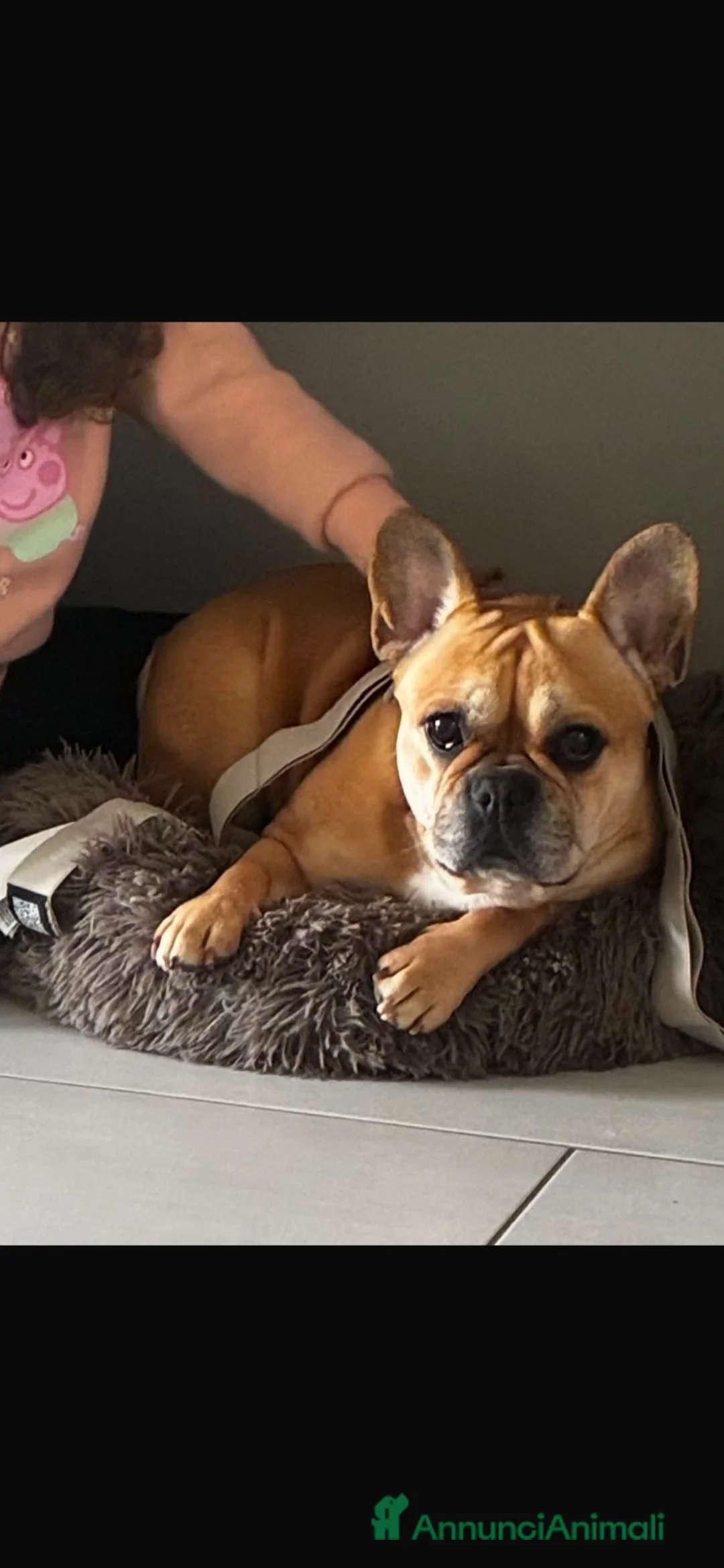Bulldog Francese cani in regalo: Bulldog francese  a Città Metropolitana di Bari - Annuncio 2