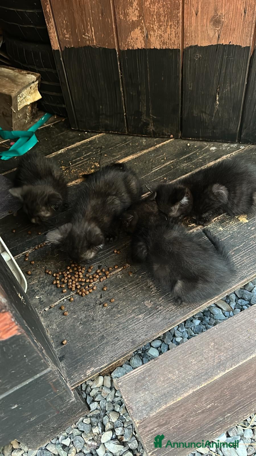 Meticcio gatti in regalo: GATTINI NERI a Provincia di Piacenza - Annuncio 2