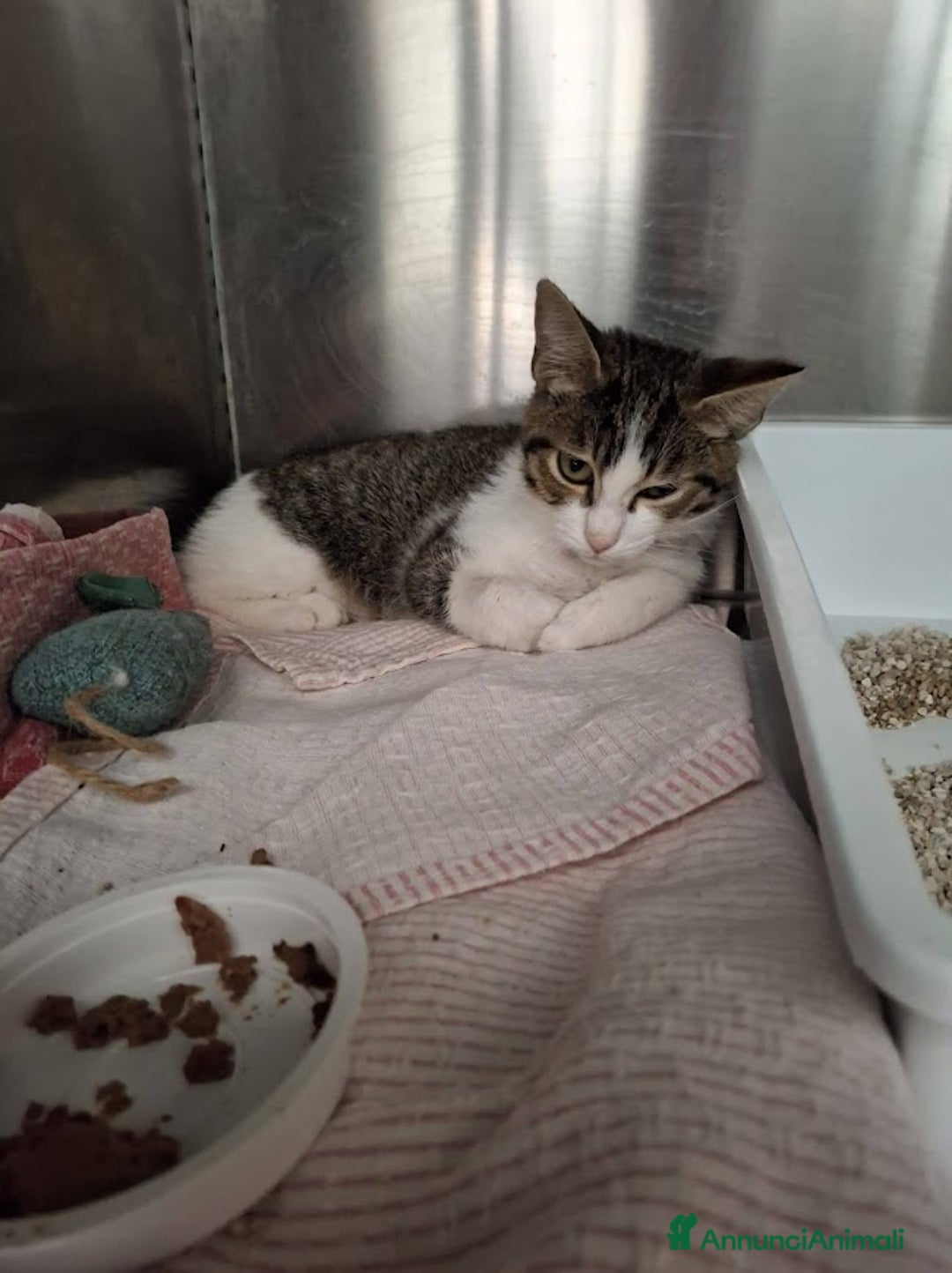 Europeo gatti in regalo: PICCOLO CONNOR 5 MESI DI DOLCEZZA - Annuncio 3