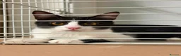 Meticcio gatti in regalo: Felicia, 4 mesi di dolcezza  - Annuncio 7