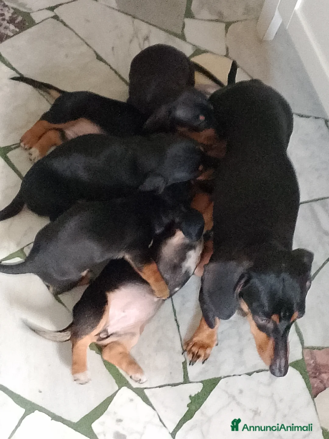 Bassotto cani in vendita: Bassotto femmina nero focato - Annuncio 1