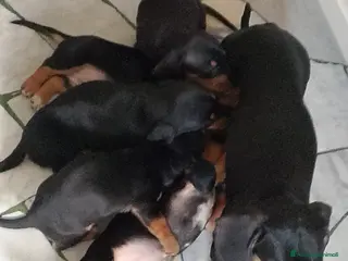 Bassotto cani Bassotto femmina nero focato - Annuncio 3