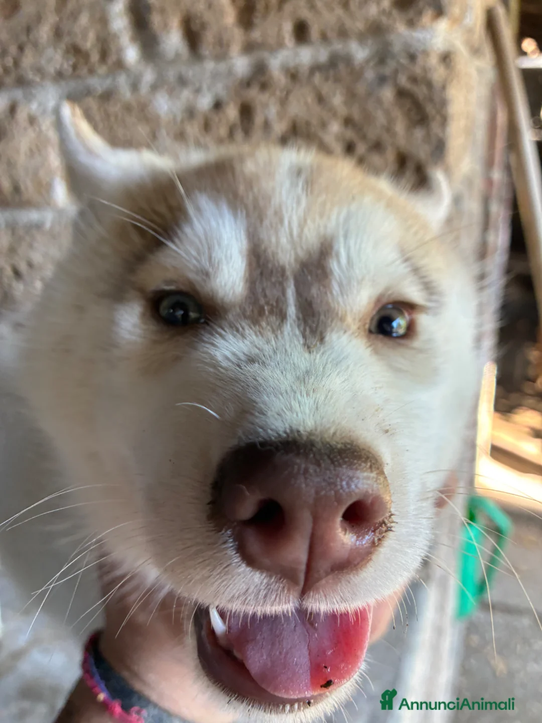 Husky cani in vendita: cuccioli di husky  - Annuncio 16