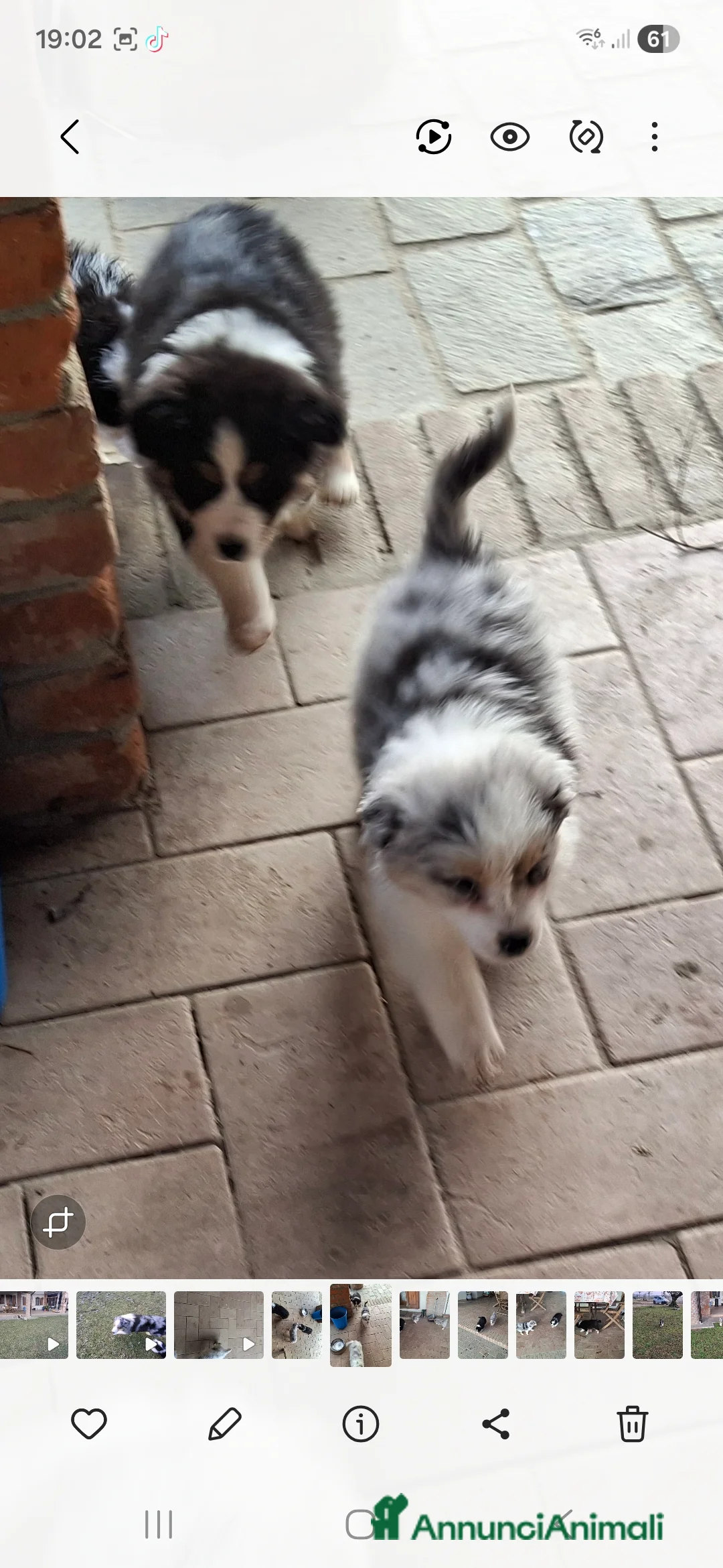 Australian Shepherd cani in vendita: Cuccioli australian shepard in cerca di amore - Annuncio 4