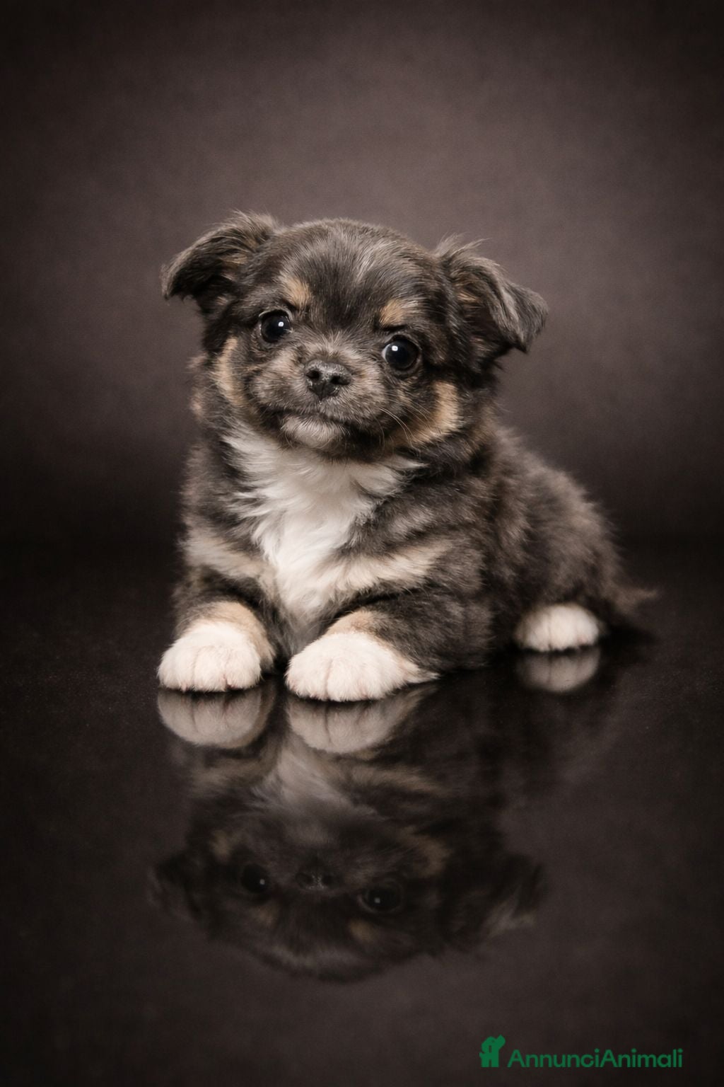 Chihuahua cani Chihuahua pelo lungo  - Annuncio 4