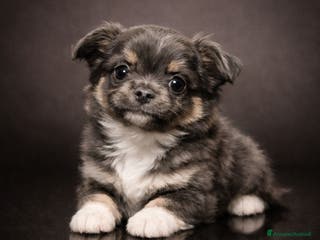 Chihuahua cani Chihuahua pelo lungo - Annuncio 27