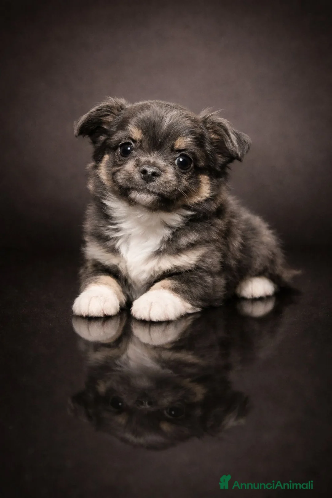 Chihuahua cani in vendita: Chihuahua pelo lungo  - Annuncio 1