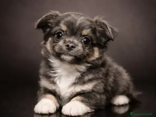 Chihuahua cani Chihuahua pelo lungo - Annuncio 4