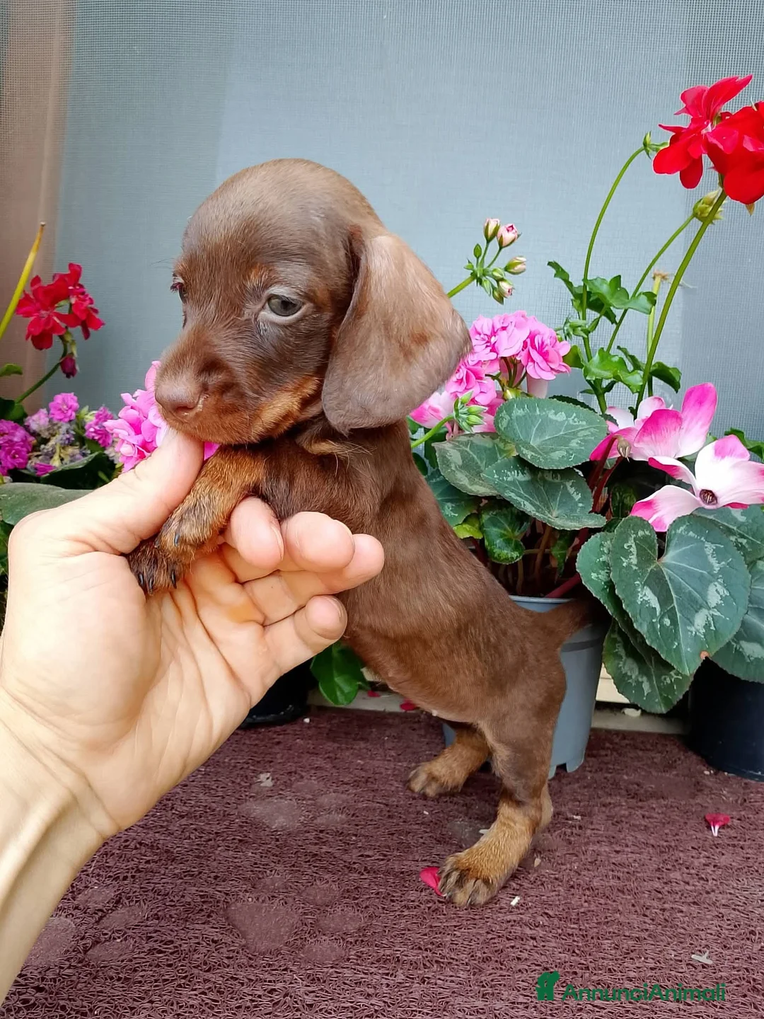 Bassotto cani in vendita: Bassotta pelo duro kaninchen cioccolato - Annuncio 2