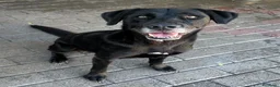 Labrador cani in regalo: ELIJA CAGNOLINA D'ORO - Annuncio 1