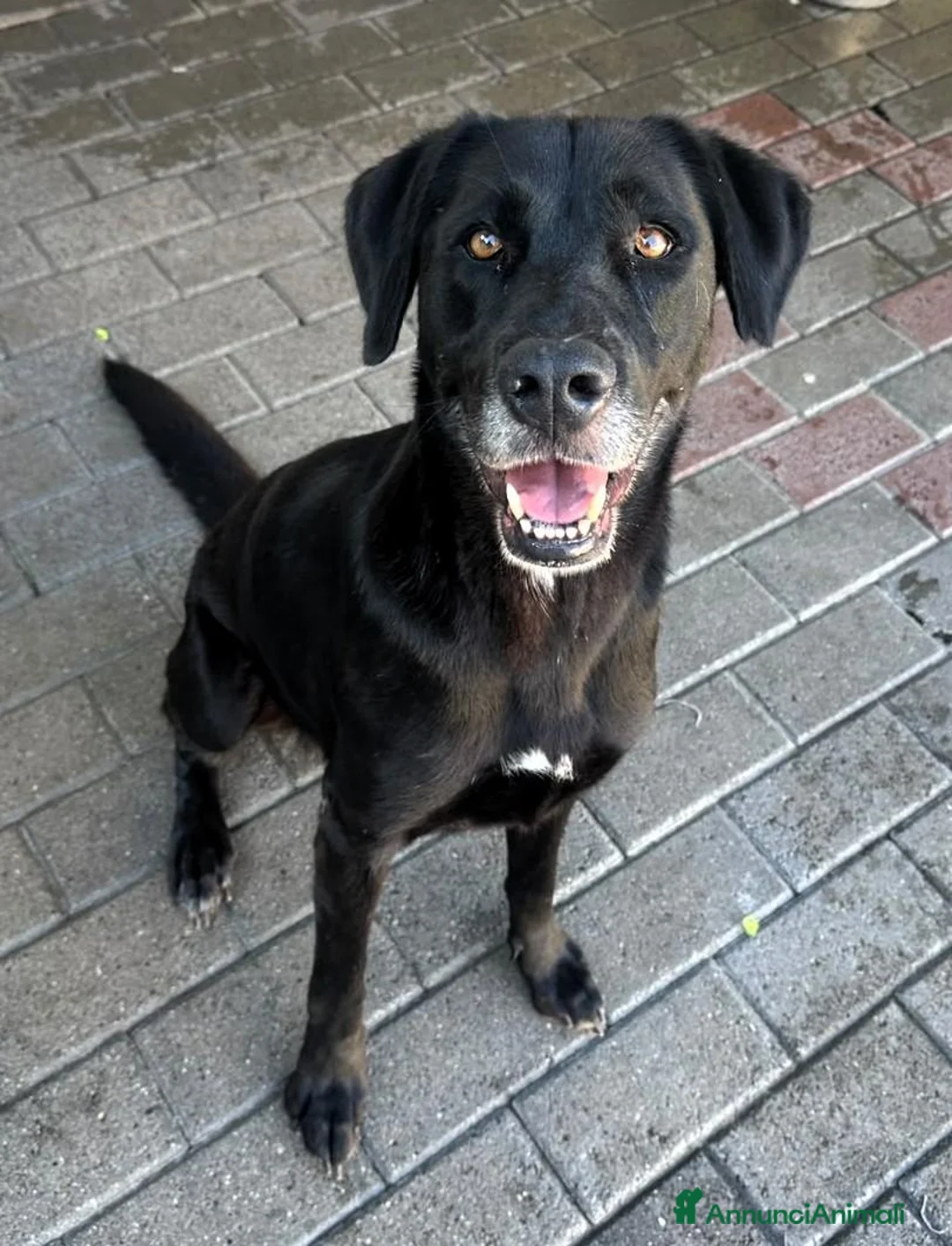 Labrador cani in regalo: ELIJA CAGNOLINA D'ORO - Annuncio 1